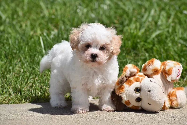 Puppy Name: Tootsie