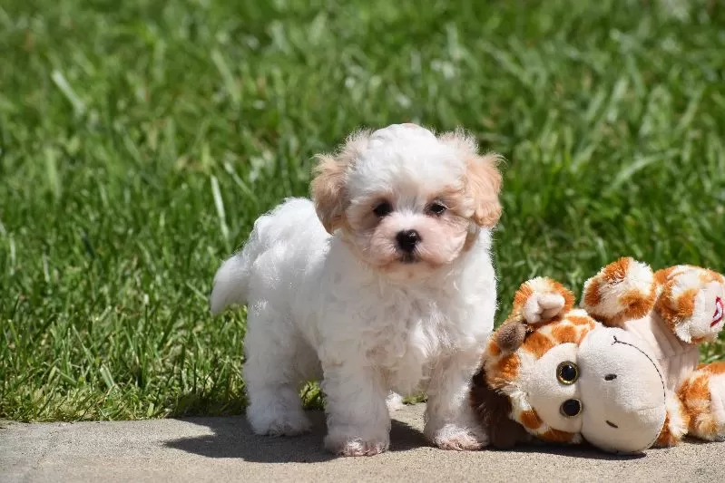 Tootsie