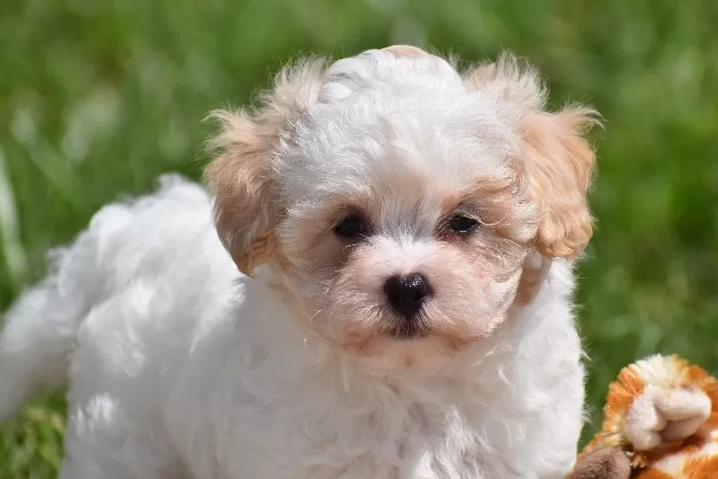Tootsie