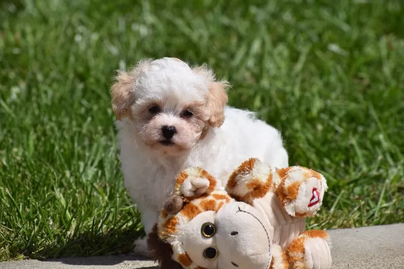 Tootsie