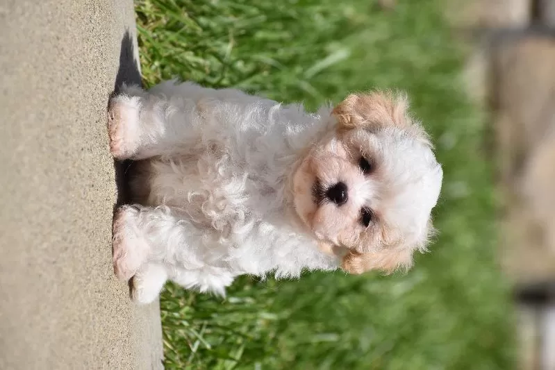 Tootsie