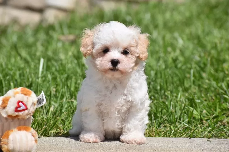 Tootsie