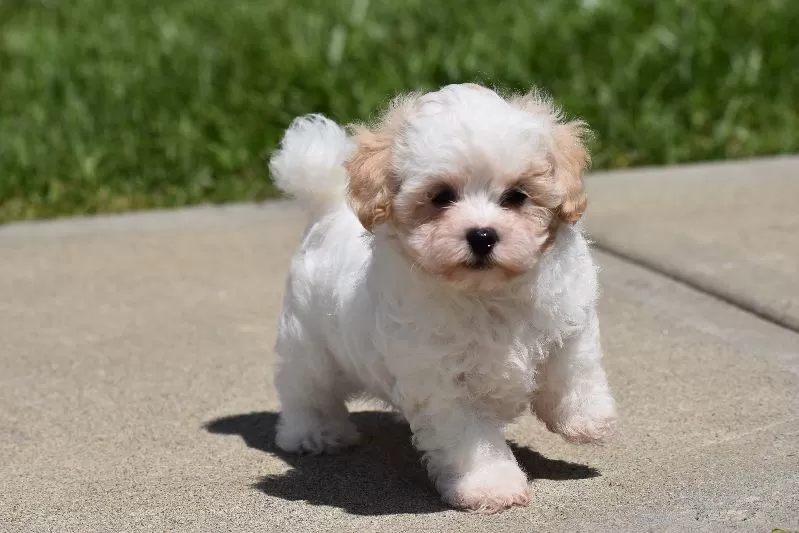 Tootsie