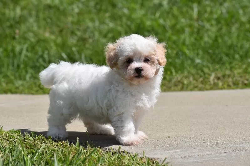 Tootsie