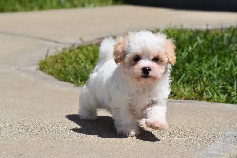 Tootsie