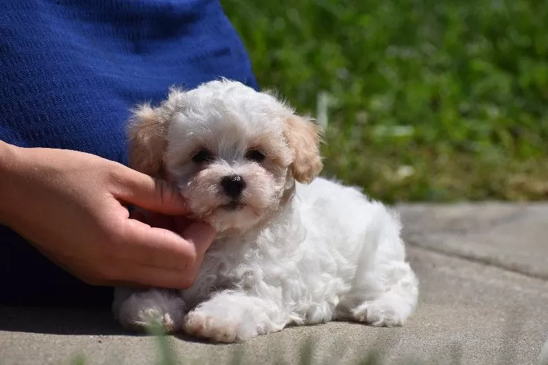 Tootsie