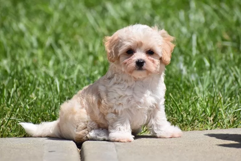 Puppy Name: Biscuit