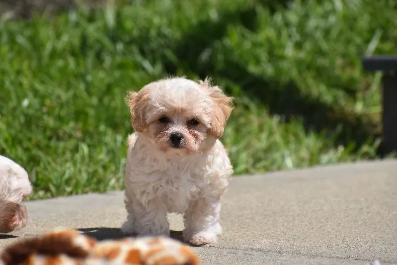 Biscuit