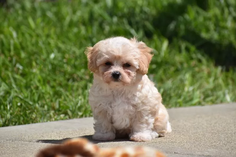 Biscuit