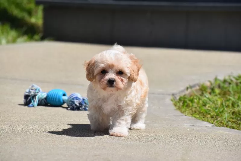 Biscuit