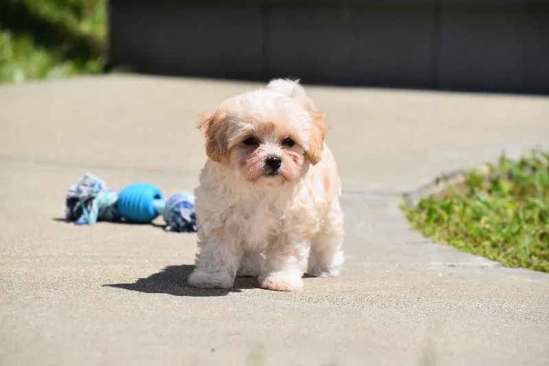 Biscuit
