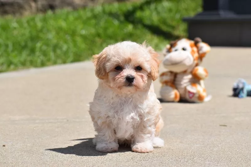 Biscuit