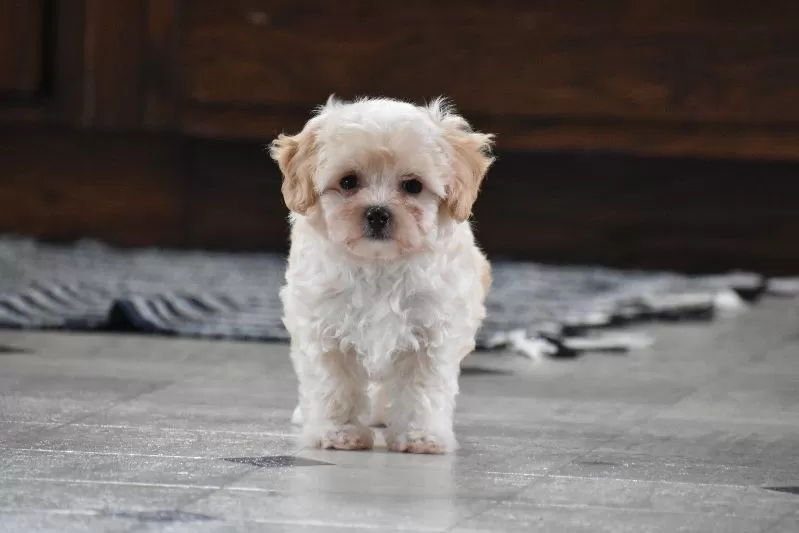 Biscuit