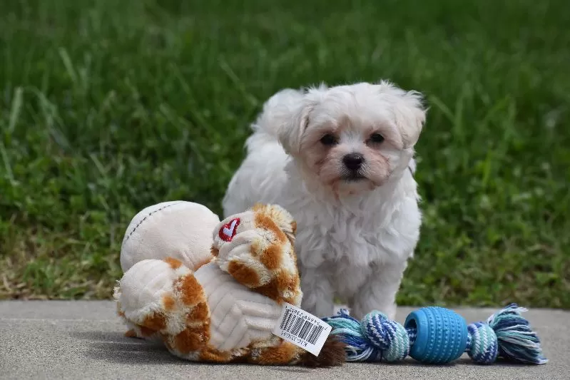 Puppy Name: Ace