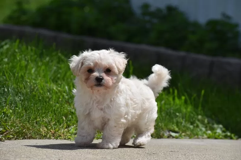 Ace