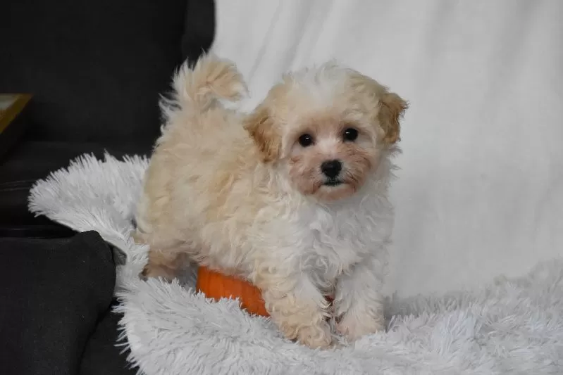 Puppy Name: Grant