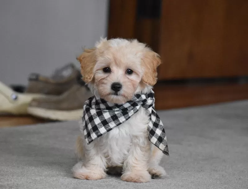 Puppy Name: Mia