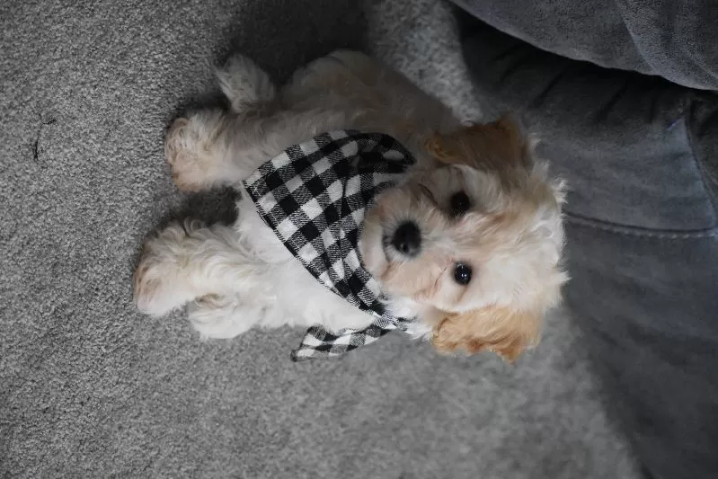Mia