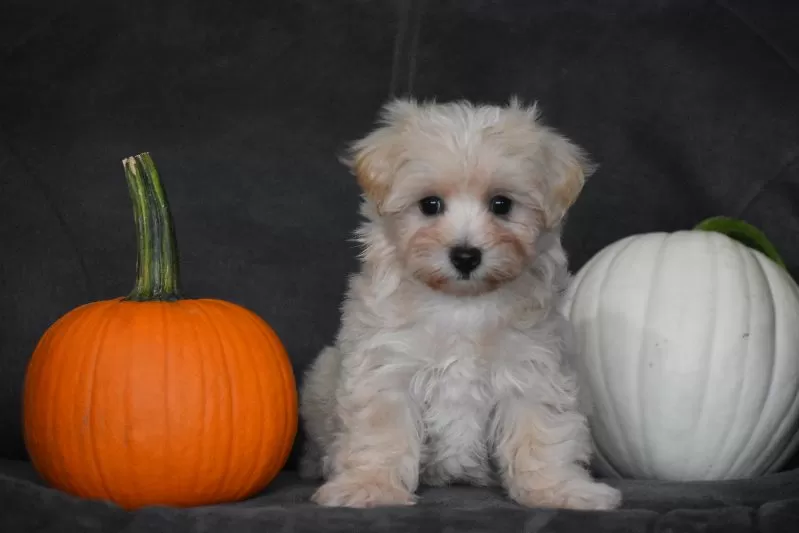 Puppy Name: Melody