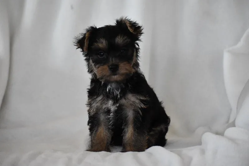 Puppy Name: Zane