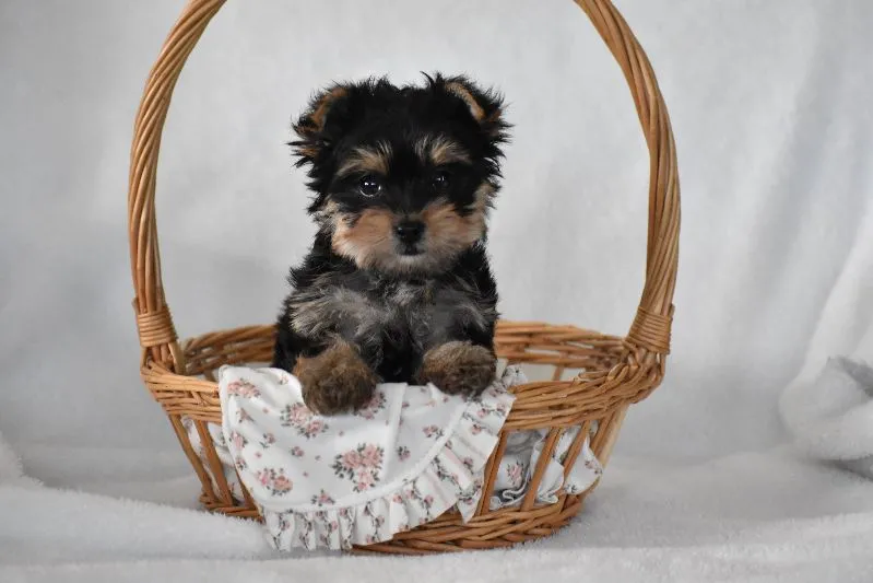 Puppy Name: Buttons
